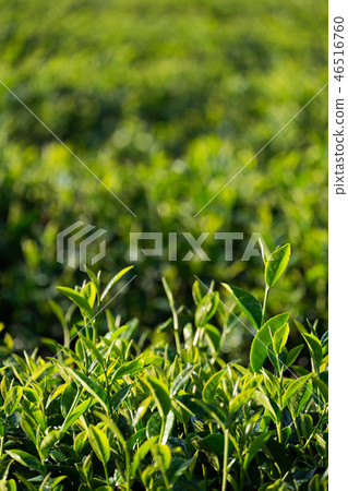 Tea leaves 46516760