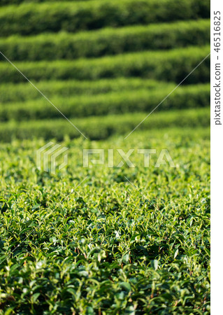Tea plantation 46516825