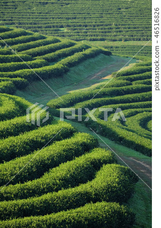 Tea plantation Tea plantation 46516826