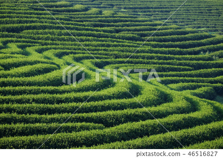 Tea plantation Tea plantation 46516827