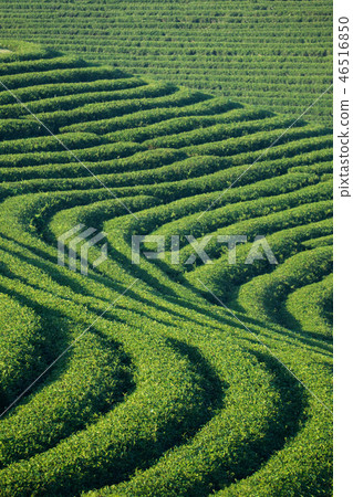Tea plantation 46516850