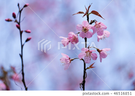 Wild Himalayan Cherry 46516851