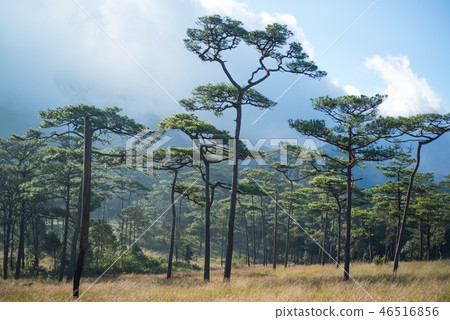 Phu soi dao 46516856