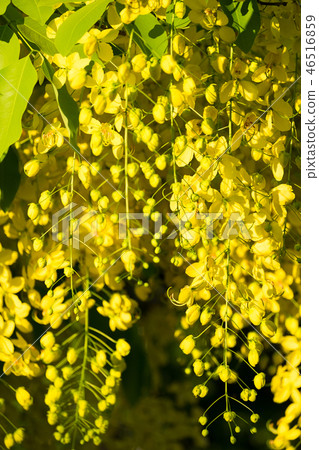 Golden shower 46516859