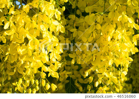 Golden shower 46516860