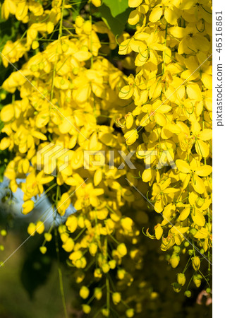 Golden shower Golden shower 46516861