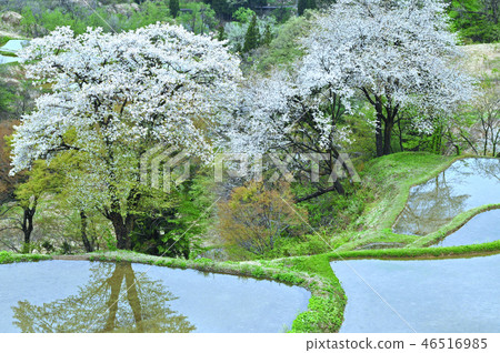櫻花和梯田 櫻花和梯田 46516985