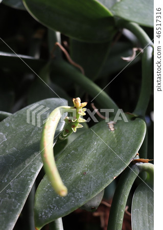 香草種皮鞘 46517316