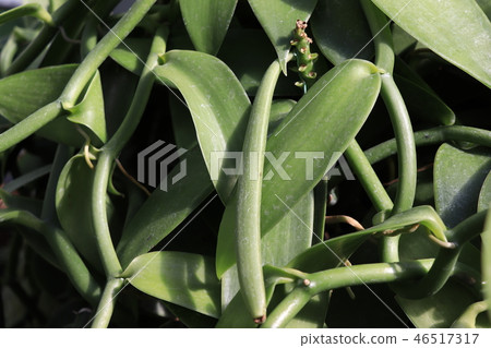 香草種皮鞘 46517317