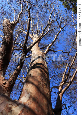 冬天的姬崎 46517321