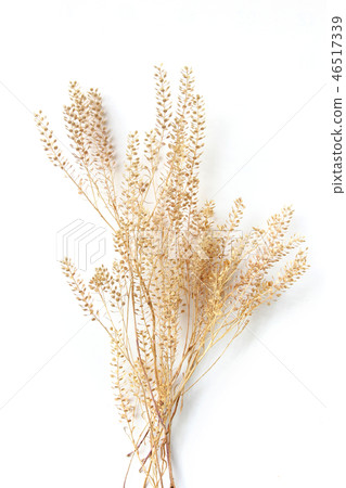 乾花 乾花 46517339