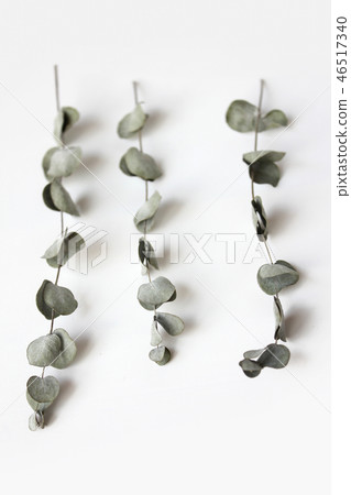 桉樹葉 桉樹葉 46517340