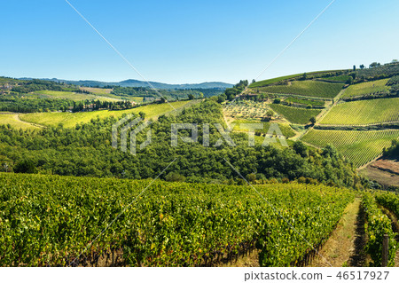Vineyard in Passignano in Chianti region. Tuscany 46517927
