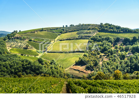 Vineyard in Passignano in Chianti region. Tuscany 46517928