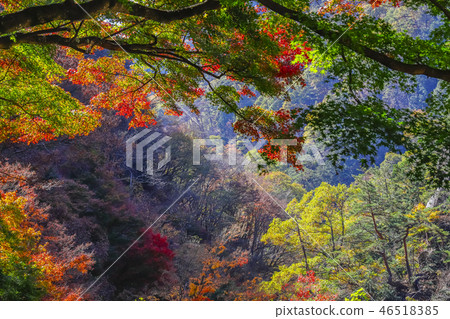 [山梨縣甲府市]秋天的風景名勝，禦岳燒泉峽 46518385