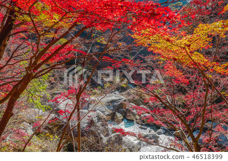 [山梨縣甲府市]秋天的風景名勝，禦岳燒泉峽 46518399