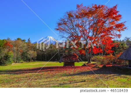 [Yamanashi Prefecture] Autumn-colored Saiko Wild Bird Forest Park 46518439