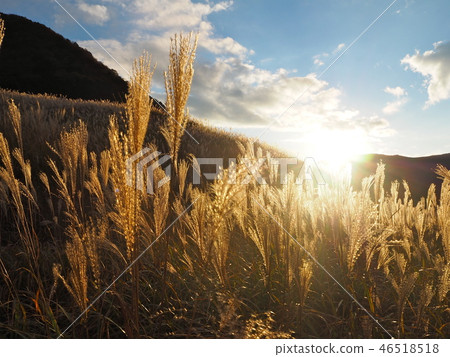 Sengokuhara Susuki Prairie 46518518
