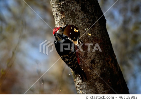 Woody Woodpecker Woody Woodpecker 46518982