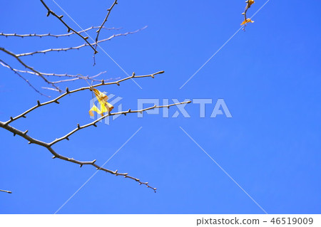 冬季景觀圖像銀杏葉 46519009