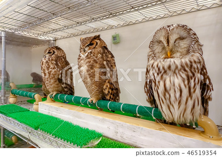 owl in the interior 46519354