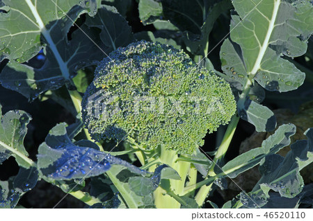 在霜中的西蘭花 在霜中的西蘭花 46520110