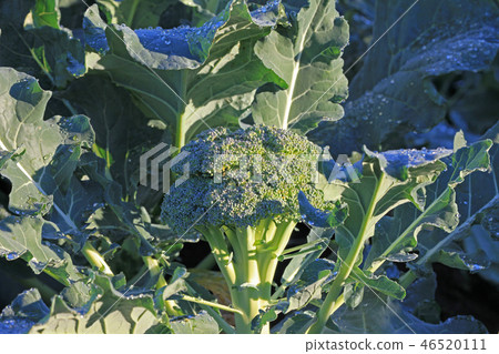 在霜中的西蘭花 在霜中的西蘭花 46520111