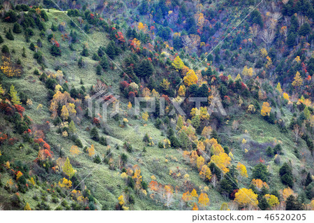 Shiga Kogen autumn leaves 05 Shiga Kogen autumn leaves 05 46520205