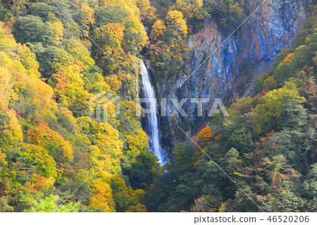 Shiga Kogen autumn leaves 06 46520206