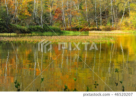 Autumn leaves of Norikura Kogen 01 46520207