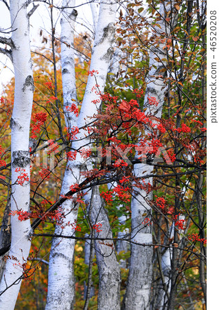 Autumn leaves of Norikura Kogen 02 46520208