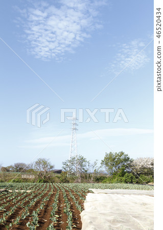 Field Field 46520434