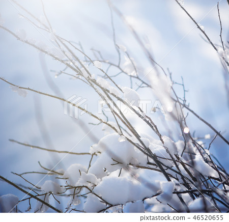 blur winter background with snow on branches 46520655