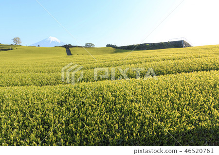 Tea plantation Tea plantation 46520761