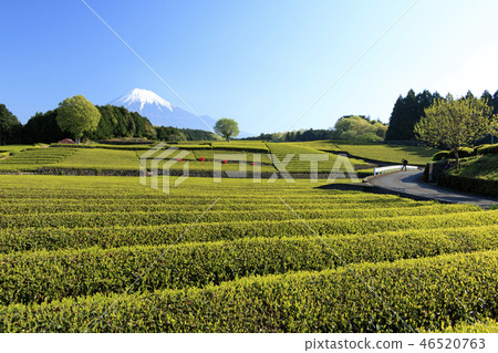 Tea plantation 46520763