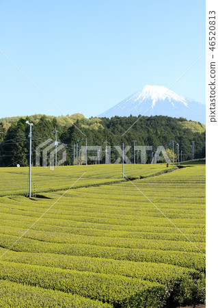 茶園 茶園 46520813