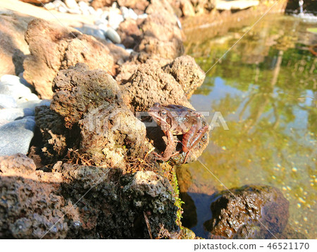 Tree frog appeared in the spring Izu pond 46521170