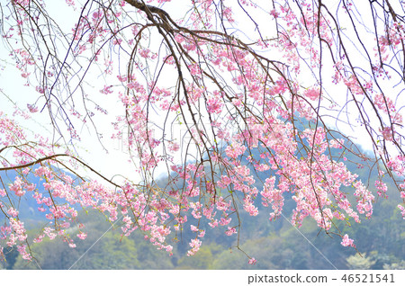 Pink weeping cherry blossoms in full bloom blooming on Lake Matsukawa Lake in Izu Pink weeping cherry blossoms in full bloom blooming on Lake Matsukawa Lake in Izu 46521541
