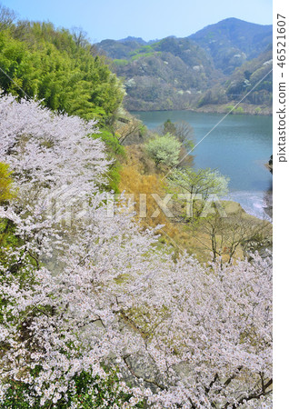 盛開的櫻花在伊豆春天盛開的松川湖 46521607
