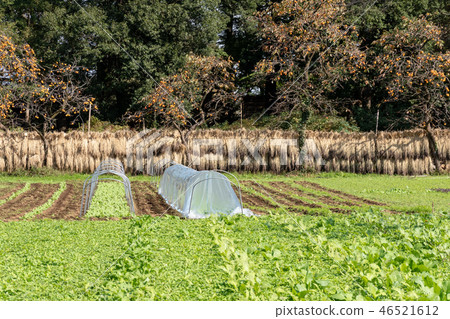 Haze and Haza 46521612