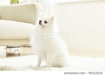 博美犬,狗,寵物,伴侶動物,狗 博美犬,狗,寵物,伴侶動物,狗 46522018