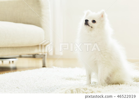 Pomeranian, dog, pet, companion animal, dog Pomeranian, dog, pet, companion animal, dog 46522019