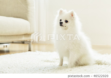 Pomeranian, dog, pet, companion animal, dog Pomeranian, dog, pet, companion animal, dog 46522020