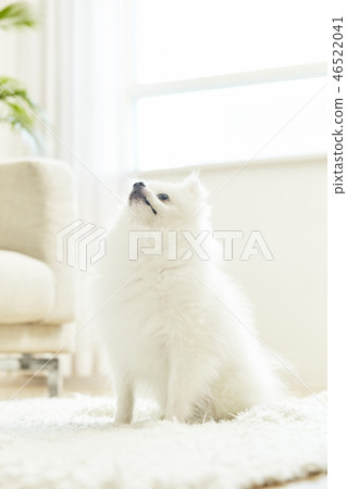 Pomeranian, dog, pet, companion animal, dog 46522041