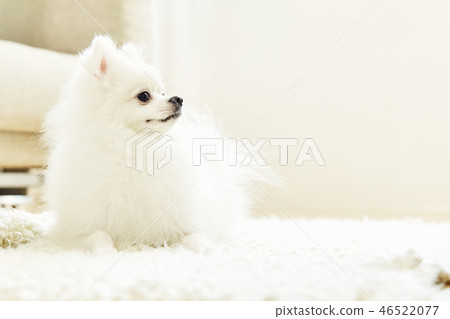 Pomeranian, dog, pet, companion animal, dog 46522077