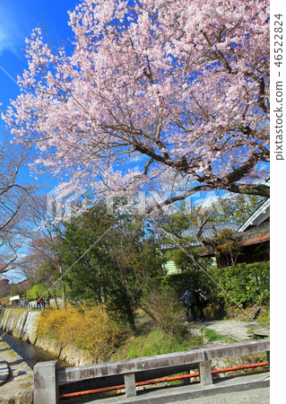 [Kyoto Prefecture] Philosophy Road Cherry Blossoms 46522824