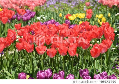 Tulip gardening Tulip gardening 46523159