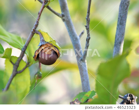 茶樹種子(種子) 茶樹種子(種子) 46523323