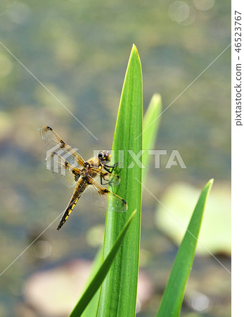 Dragonfly, Pond, Water, Nature, Sunbichon, Lordship, Gyeongbuk 46523767