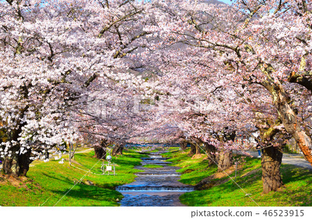 Sakurajo Kanonji河 Sakurajo Kanonji河 46523915